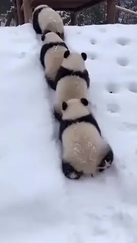 #adorable #pandas #pandasinsnow #sillyanimals #pandalife  lmao! 