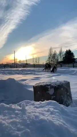 #pandasakha #мясо #говядина #быстроивкусно #meat #beef #sunset