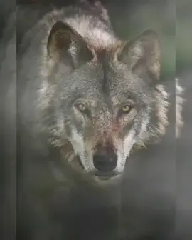 TikTok video #7059159481648827649