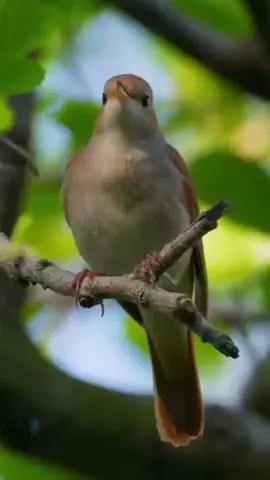 Наслаждайтесь пением птиц.#птицы #пение#длявас #длядуши#медитациязвук 