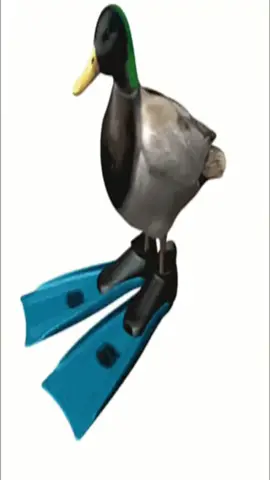 утка танцует