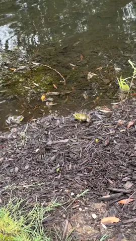 🐸 #funny #viral #frog #cute #animal 