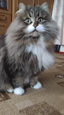 до безумия красив😻#catlovers #Olivka_siberian_cat #tiktokcats