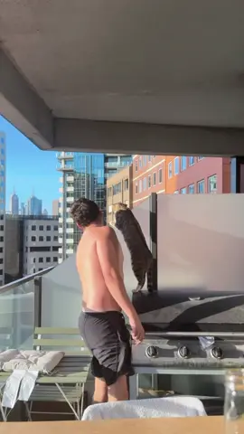 He wouldn’t be a cat if he wasn’t nosey! #usa #funny #funnyvideos #fy...