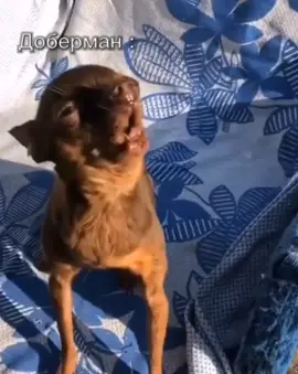 Не ну а чем не доберман 🤔#БишонБетти #pyf #доберман