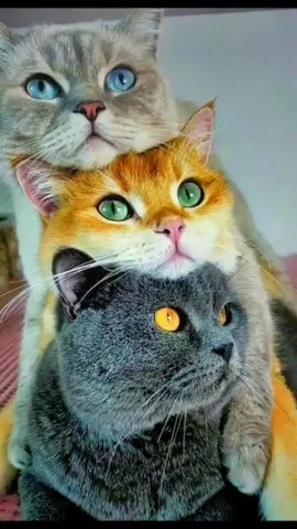 #рекомендации