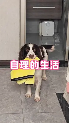 会自理，会享受，做一个爱生活的简单修狗#狗子成精了 #不养狗不知道养狗的乐趣 #usa #fyp