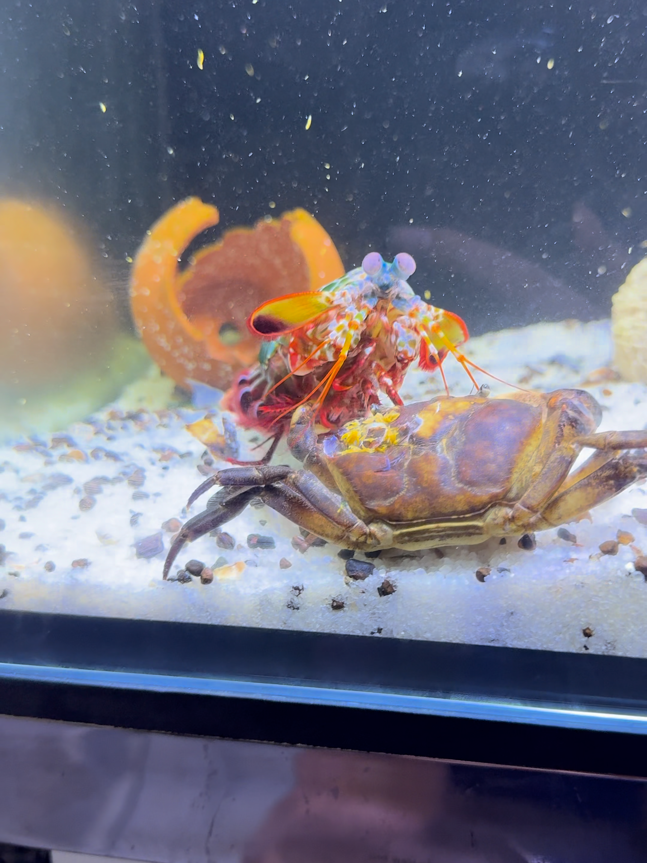 Ultimate Underwater Battle | Shrimp vs Crab 🦐🦀  Raw ocean action you ...