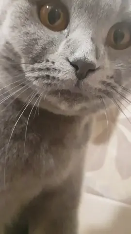 Котикжелаетмира#rek#Кошкадругчеловека#Мойпитомец#негрусти