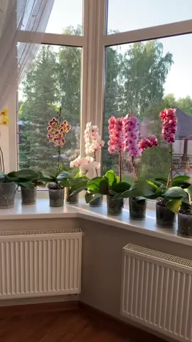 #орхидеи #орхидея #орхидеяуход #орхидеяфаленопсис #орхидеядома #орхид...