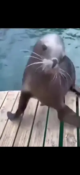 so very cuteness #sealions #marinelife #fyp #brainrot #animals 