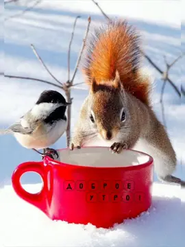 #доброеутродрузья #🌼🌼🌼