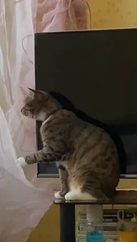 #котик🐱Симба🐱 #рекомендации❤️ #хочуврек💪🙃 #котвшоке🙀я_тоже