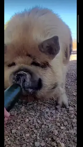 Я подобрал свинью#цытатысосмыслом #всемдобра #хочуврек #🥰😍🤩😘♥️❤️💖💗💞❣️ 