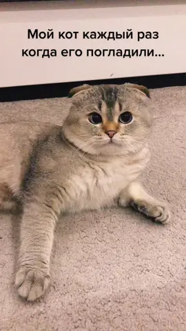 #бонифес #боник #котик #зайка #любовь