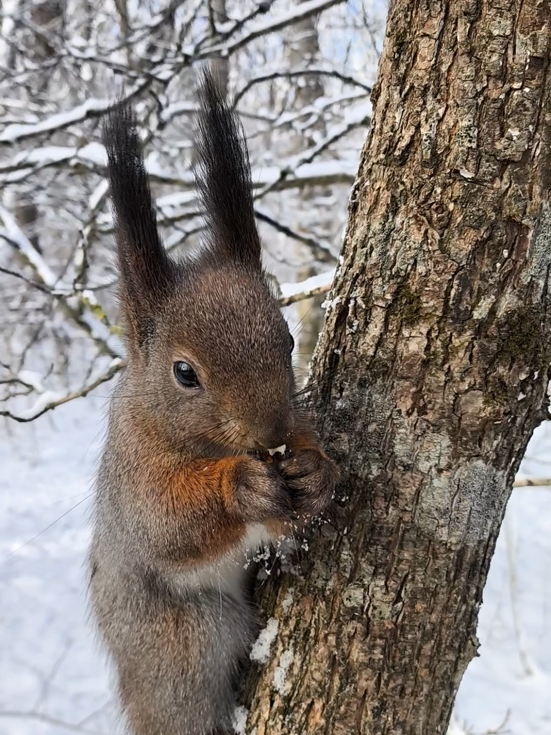 У белок, зимней перекус в снежном лесу 🌰🐿️❄️❤ #белка #белкавпарке #зи...