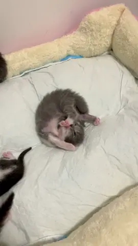 Awwwww#kitten #catsoftiktok #mycat #kitty #fyp 