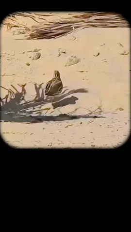 Halcón peregrino en acción #españa🇪🇸 #animallover #fyu 