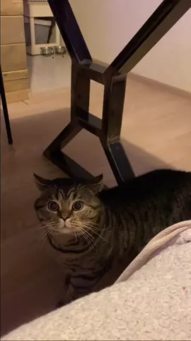 Кормит меня 🐱#реки #рекомендации #хочуврек #хочувтоп #рек