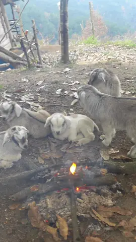 TikTok video #7589589019739114773