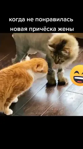 #котругается #котразговаривает