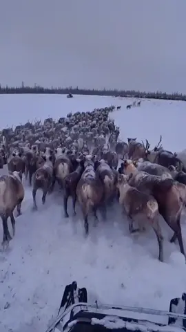#оленеводство #оленеводы #стадо #арктика #север #северныйолень #олени...