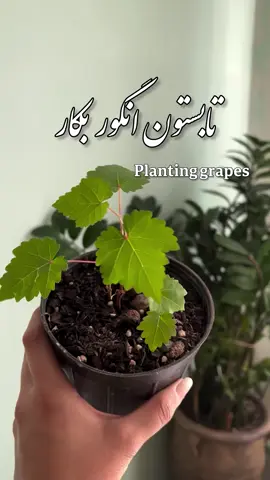 TikTok video #7540983777795919126