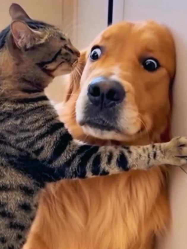 Dogs Golden retriever #funnyanimal #funnydogs #viralvideo #funnymomen...