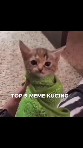 tengil banget ketawa yg nomor 3👆#foryou #top5 #meme #cat #fyp 