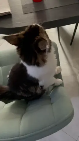 #говорящийкот#мейн#мейнкун#кот#cat#kitten#степа