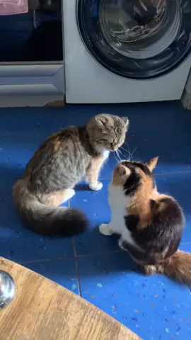 #осенний_пэт#покормикота#питомецвтикток