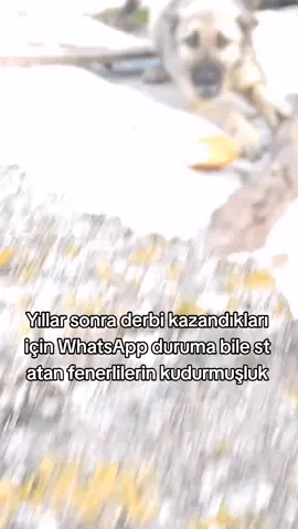 Tamam amk sakin olun .  .  .  Beşiktaş fenerbahçe maçı goller #fenerb...