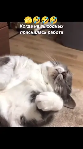 #воскресенье #🤣🤣🤣 #доброеутро #позитив #юмор #смешно #веселье #прикол...