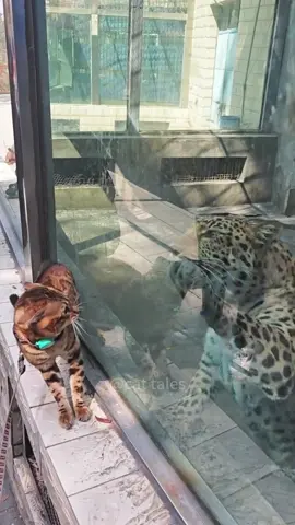 Cat and other animals #cat #funny #funnyvideos #funnyanimals #fyp 