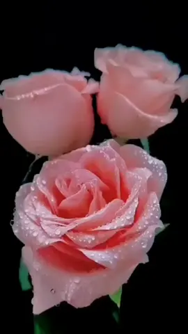 TikTok video #7057831156020038914