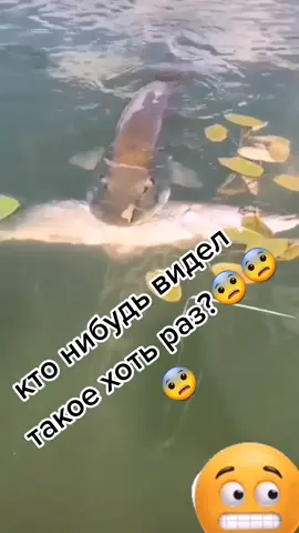 #щюка #кайфули #рыбалкаудалась #рыбалкаудалась #рыбалка #астраханьрыб...