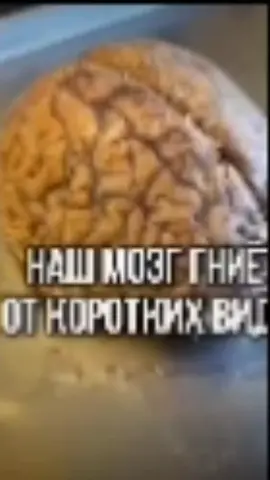 мой мозг сгнил#brainrot #tungtungtungsahur #тунгтунгтунг #брейнрот #г...