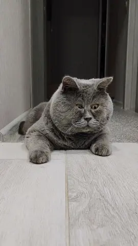 Долбаный вторник!😅 #федякот #смешнойкот #рекомендации #приколы