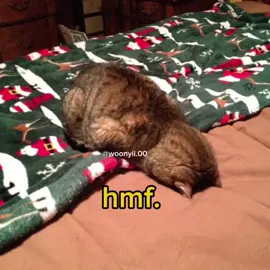 #voiceacting #funny #cats #cute #meme 