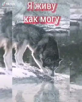#волки😈🐺