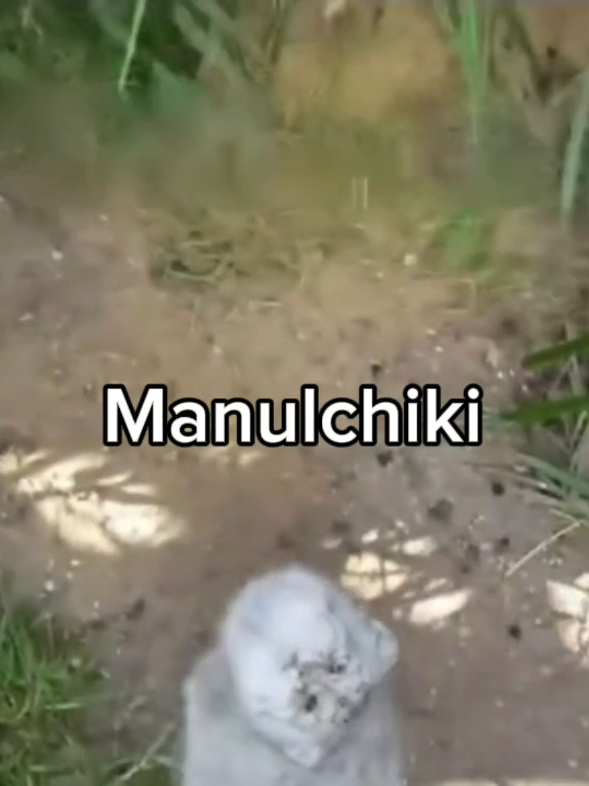Manulchiki #Манул #Манулы #Животные #Хищники #Звери #Хищник #Животное...
