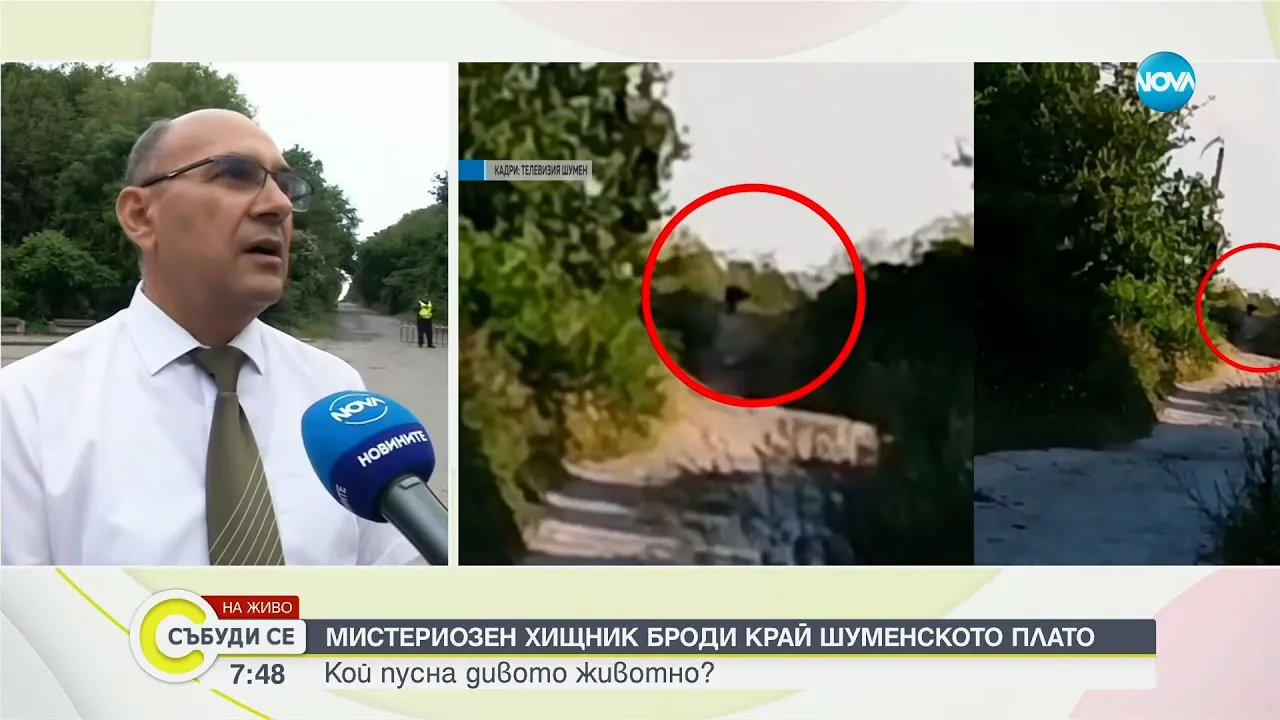 Продължава издирването на черния леопард край Шумен - Събуди се...(21.06.2025)
