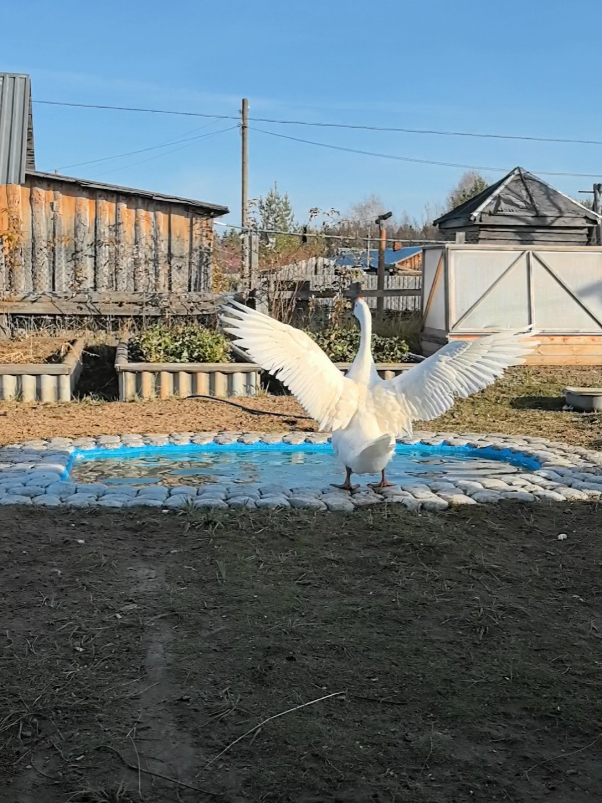 morning in the village #villagelife 