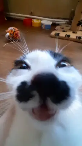 ХАХХААХХ#хахаха #кот #котяра #встаëмзалупа 