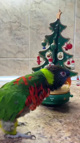 #parrot #birds #foryou 