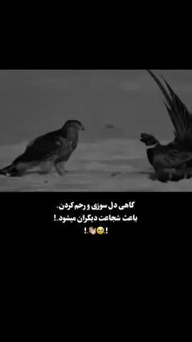 #تاجیک_هزاره_ازبک_پشتون_ترکمن🇦🇫 