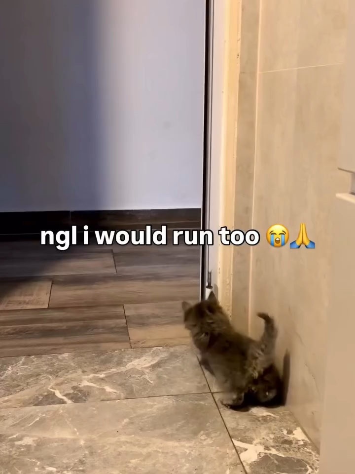 Aw hell nah 😭#foryou #cat #scary #idkwhattohashtag #maybefollowbecaus...