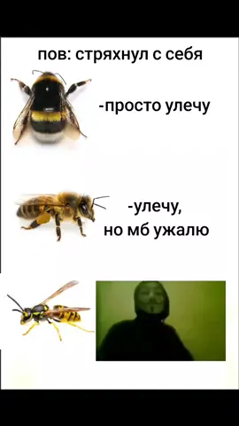 #рек#жиза#лето#насекомые#пчелы