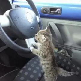 BiBi~The kitten is so cute😺#kitten #cat #molang #tiktokusa 