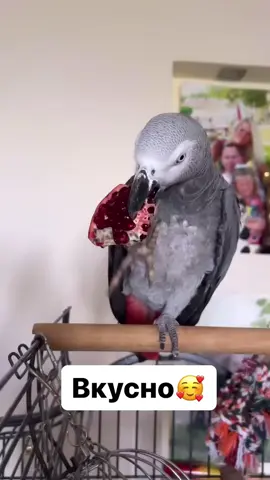 #foryou #fyp #jako #kurochka #jako_kurochka 